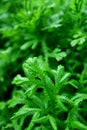 Vertical image of closeup vibrant green leaves in the garden with selective focus