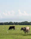 Vertical image of crossbred cows in a Florida pasture Royalty Free Stock Photo