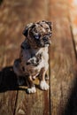 Vertical image of a cute and inquisitive puppy with blue eyes, perched atop a rustic wooden bench Royalty Free Stock Photo