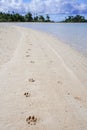 Dog pawprints in white sand along a lagoon with palm trees in the background