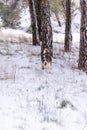 Vertical image of a dog running in the snow. Mixed dog - mongrel and terrier