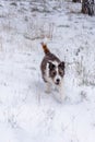 Vertical image of a dog running in the snow. Mixed dog - mongrel and terrier