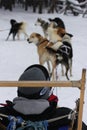 A vertical image of a dog sled in Winter Park, Colorado.