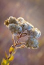 Dried Western Ironweed Royalty Free Stock Photo