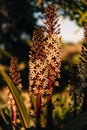 Vertical image of Eremurus flower during the golden hour