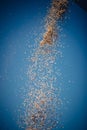 Vertical image of falling threshed grains against a blue sky