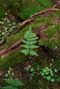 Vertical image of fern leaves growing in the middle of the forest between the trees. Earth day and love for nature concept Royalty Free Stock Photo