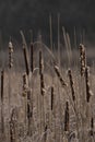 Vertical image of a field of bulrushes, with tall, reed-like grasses swaying in the breeze