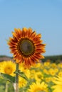 Vertical image of a fiery orange sunflower rising above a field of yellow sunflowers in summer under a blue sky Royalty Free Stock Photo
