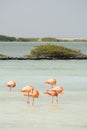 Vertical image of a flock of American pink flamingos preening in a turquoise lagoon on the island of Bonaire in the Caribbean