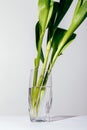 Vertical image of flower stems in a glass Royalty Free Stock Photo