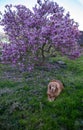 Vertical image of golden retriever dog in green grass under blooming magnolia tree Royalty Free Stock Photo