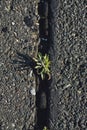 Vertical image of grass growing in a space between on concrete path Royalty Free Stock Photo