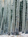 Vertical image of group of aspen trees in snow in Arizona