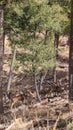 Vertical image of a herd of deer in a tranquil forest setting