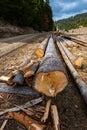 Vertical image, huge illegal cutted pine logs near roadside in Romania