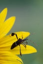 Vertical image of an insect on the yellow petals of a sunflower Royalty Free Stock Photo