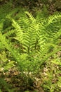 Vertical image of interrupted fern, Osmunda claytoniana, in Shen Royalty Free Stock Photo