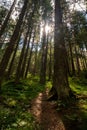 Vertical image, Larch forest with sunlight and shadows at sunset sunrise, sun rays penetrating through trees Royalty Free Stock Photo