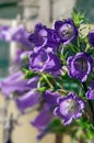 This vertical image is light purple Canterbury Bell flowers Campanula Medium growing in a summer garden. Beautiful bell shaped