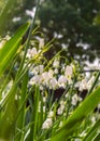 Vertical image of a Loddon Lily Flowers