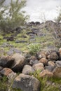 Light and dark grey rocks surrounded by tufts of green grass and white flowers