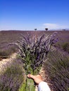 Vertical image of man is taking Lavender flower with Lavender field