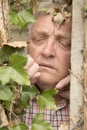 Vertical image of a mature man spying through an ivy plant Royalty Free Stock Photo