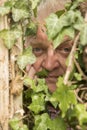 Vertical image of a mature man spying through an ivy plant Royalty Free Stock Photo