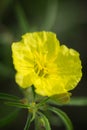 Missouri Evening Primrose wildflower Royalty Free Stock Photo