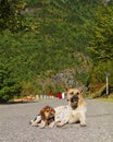 Vertical Image of Mother Dog Relaxing on the Empty Road with Her Adorable Puppy Royalty Free Stock Photo