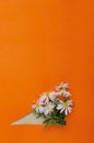 Vertical image.New York asters on the bright orange background.Empty space