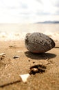 Vertical image of an opened white and black shell on a sandy beach against the background of white sea foam Royalty Free Stock Photo