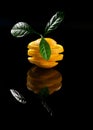 Vertical image of an orange sectional orange with a green branch and a reflection on a black isolated background Royalty Free Stock Photo