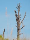 Osprey perched on tree limb Royalty Free Stock Photo