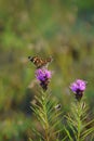 Painted lady butterfly on Dotted gayfeather Royalty Free Stock Photo