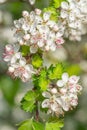 Vertical image of parsley hawthorn blossoms Royalty Free Stock Photo