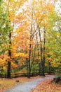 Vertical image of a path under colorful autumn trees