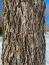 Tree Identification: Pecan. Carya illinoensis