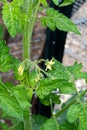 Vertical image of pests covering the flowers and leaves of a tomato plant in a home garden; aphids Royalty Free Stock Photo