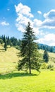 Vertical image of a pine tree near intact forest , vibrant green grass, blue sky with white clouds