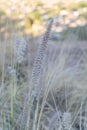 A vertical shot of a Fountain grass