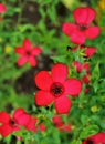 Vertical image of a red blooming Adonis flower