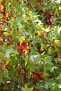Vertical image of red and green maple leaves turning color in early fall, northern California. Royalty Free Stock Photo