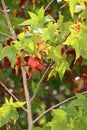 Vertical image of red and green maple leaves turning color in early fall, northern California. Royalty Free Stock Photo