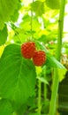 vertical image ripe red raspberries hanging on branch in garden with green blurred background