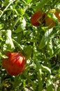 Vertical image.Ripe red tomatoes in the garden, green leaves.Sunny summer day.Natural ligth