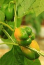 Vertical Image of Ripening Bell Pepper from Green to Yellow Color on its Tree Royalty Free Stock Photo