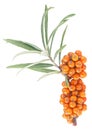 Vertical image of sea buckthorn twig with berries and leaves, isolated on white background. Fresh ripe berries Royalty Free Stock Photo