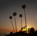 Vertical image of Silhouette of four Mexican fan palm trees